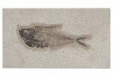Fossil Fish (Diplomystus) - Green River Formation #214100-1